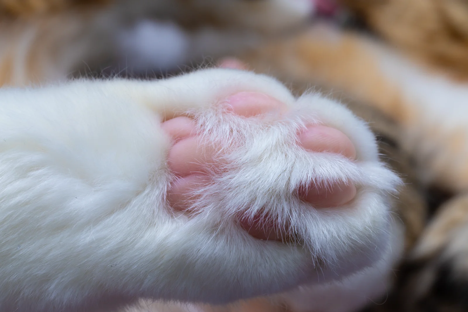 A close-up of a cat's soft pink and white paw
