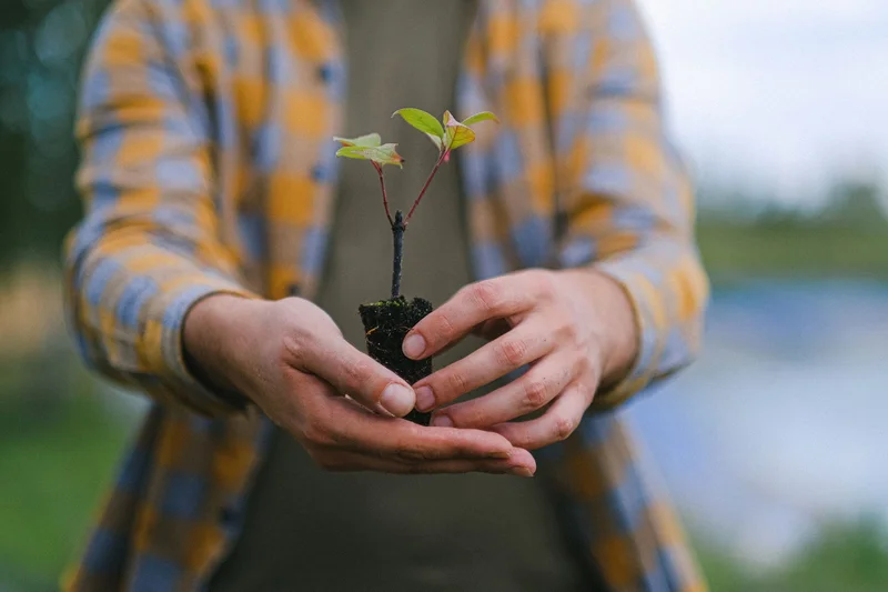 Hands holding a small seedling in soil
